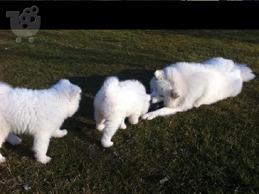 SAMOYED
